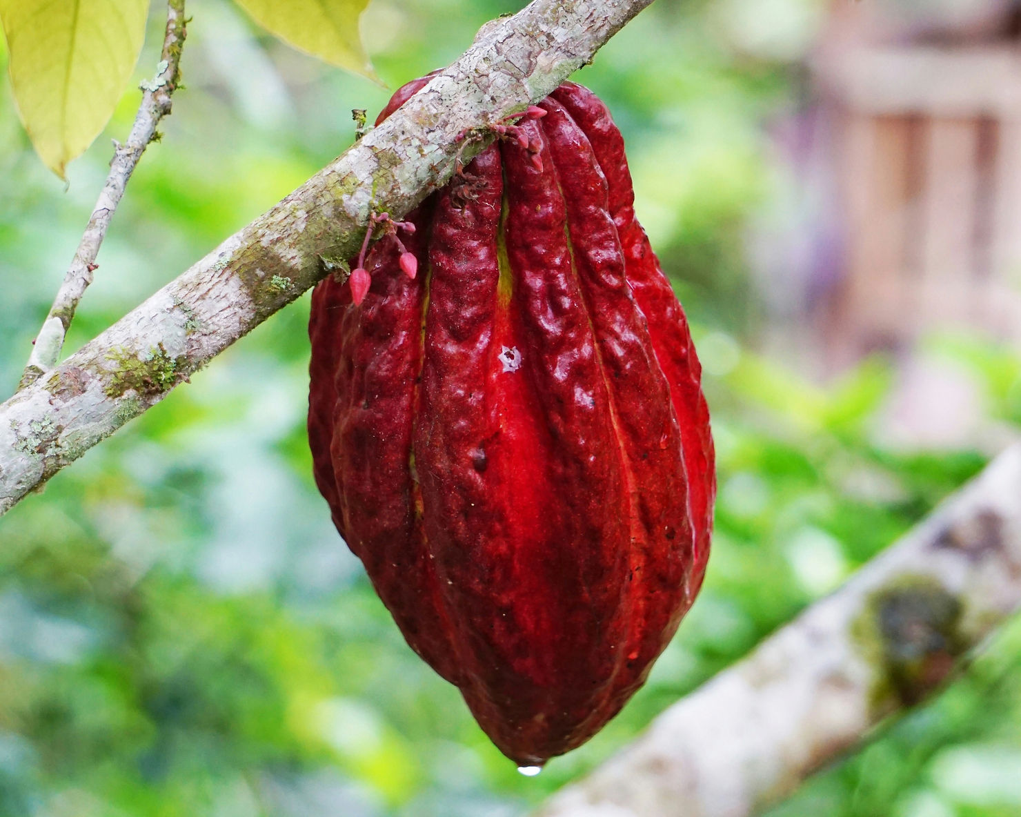 How Stem Cells Regenerate With Regular Cacao Consumption