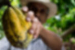 A man holding a cocoa fruit in his hand