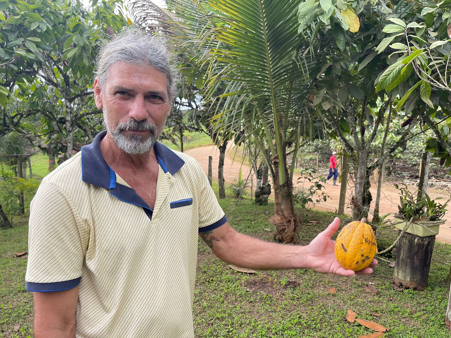 Understanding Cabruca A Traditional Agroforestry Practice For Amazonian Rainforest Conservation