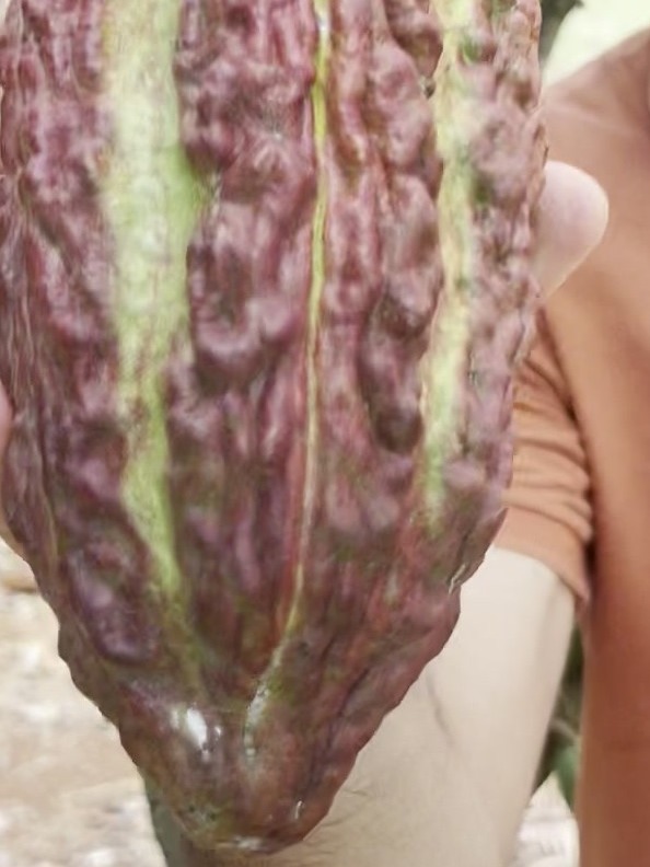 Close-up of a deeply furrowed crimson-purple cacao pod with a pointed tip