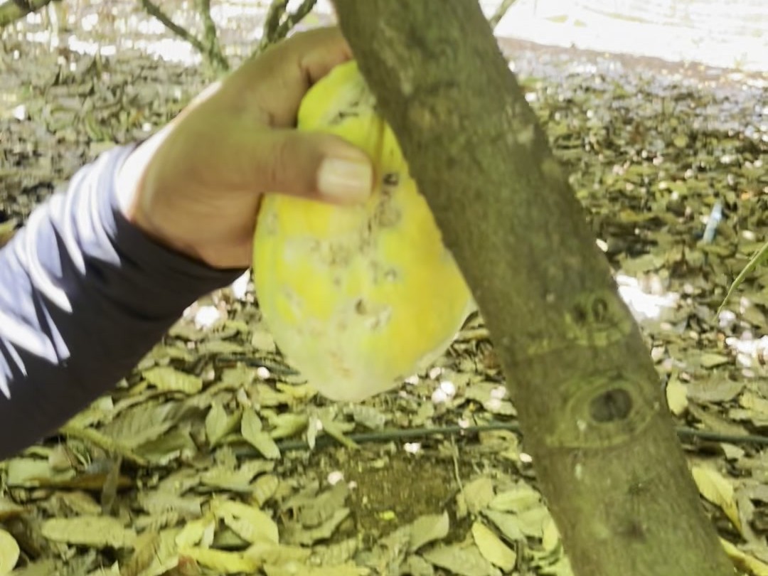 A large smooth bright-yellow Ponta Verde pod on the tree