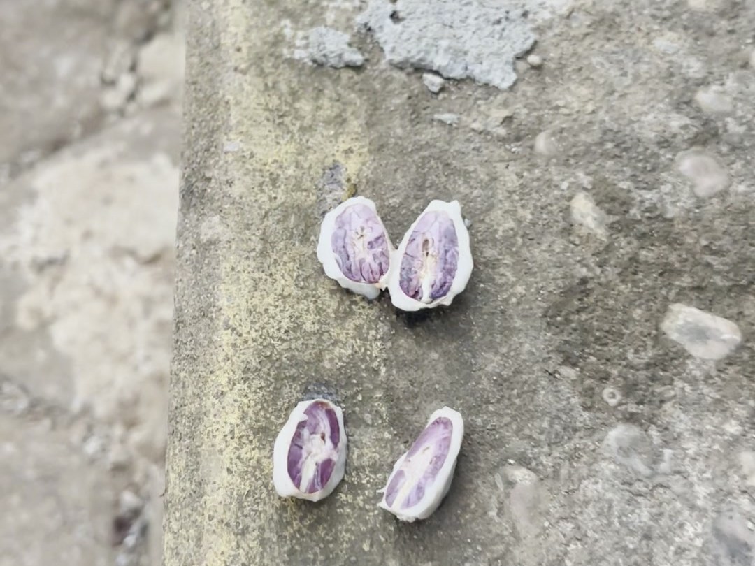 Cacao beans and pod fragments spread out on a concrete surface