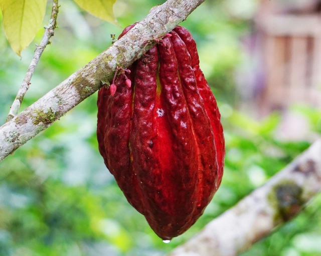 Stem cells and cacao consumption