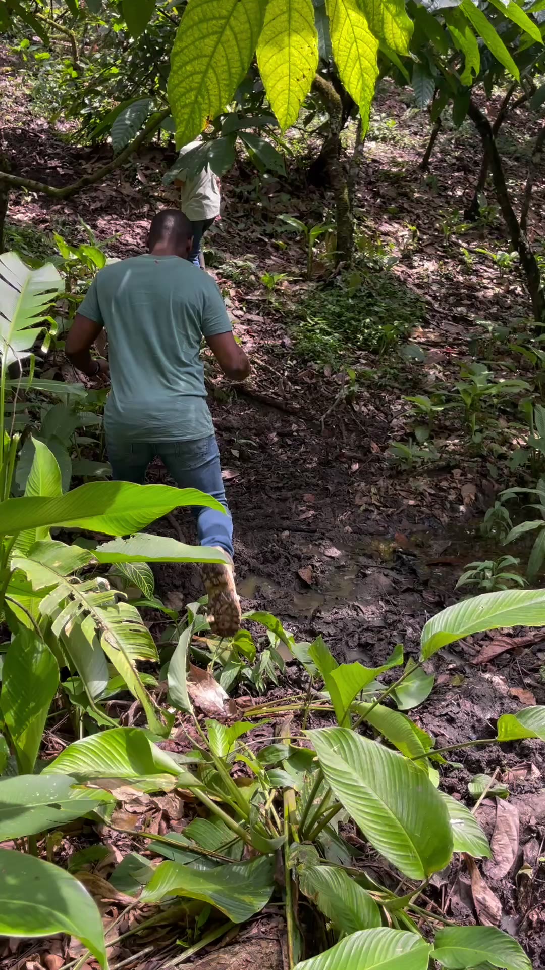After a swamp walk to century-old cacao trees (video & transcript)