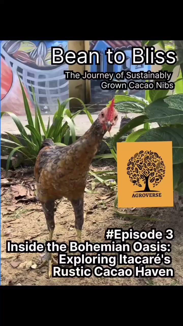 Bean to Bliss — Episode 3 (transcript)