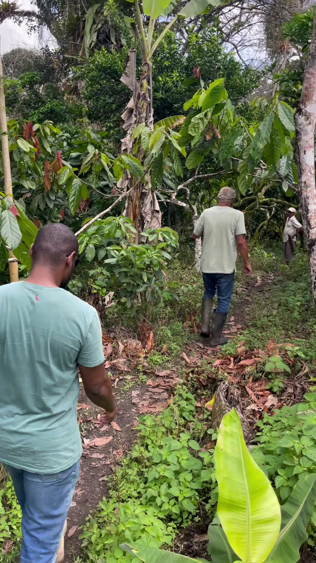 Cacao pod selection walk on Oscar's farm (video & transcript)