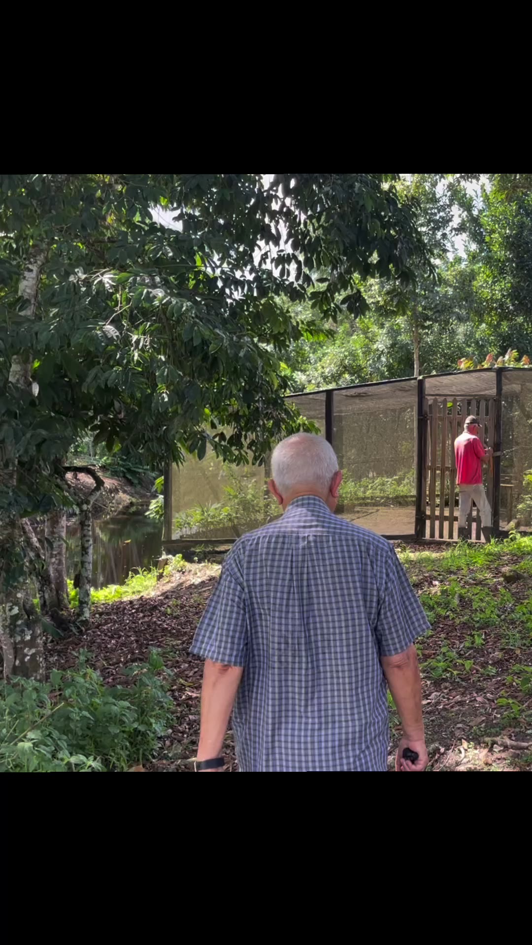 Greenhouse visit: young cacao seedlings before transplant (video & transcript)