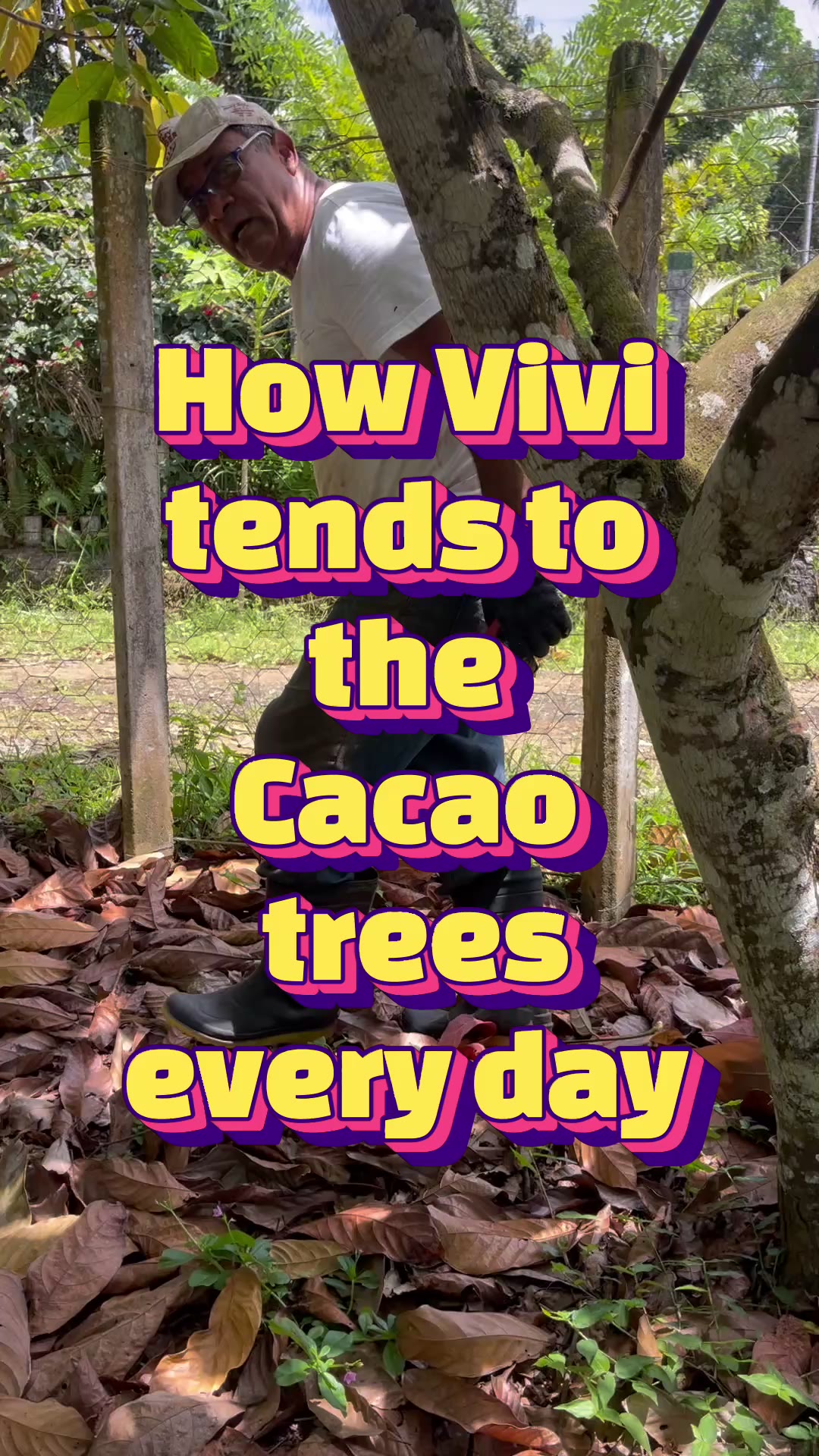 Pruning witches' broom with Vivi across the grove (video & transcript)