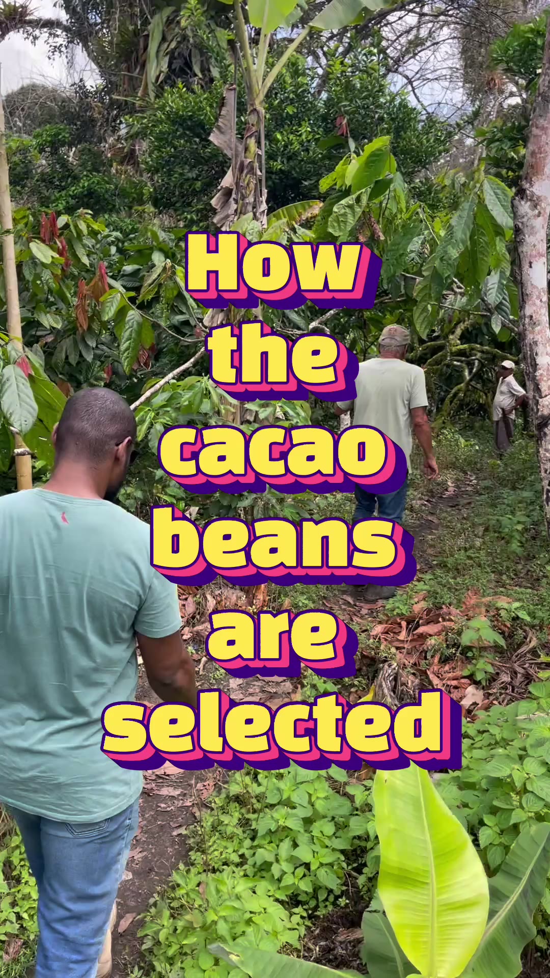 Sorting harvested cacao pods at Oscar's farm (video & transcript)