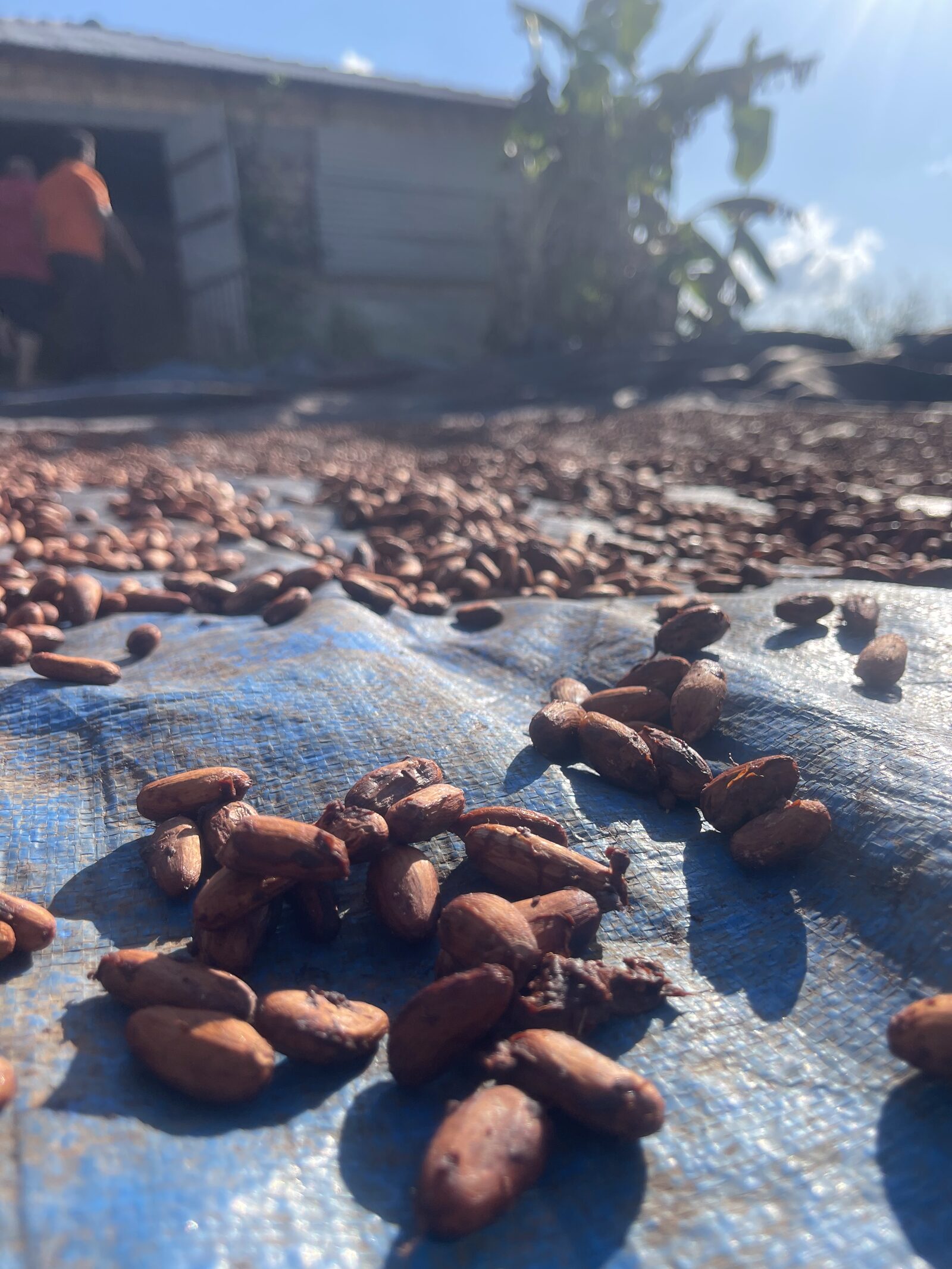 Sun-drying cacao beans at Fazenda Cleide