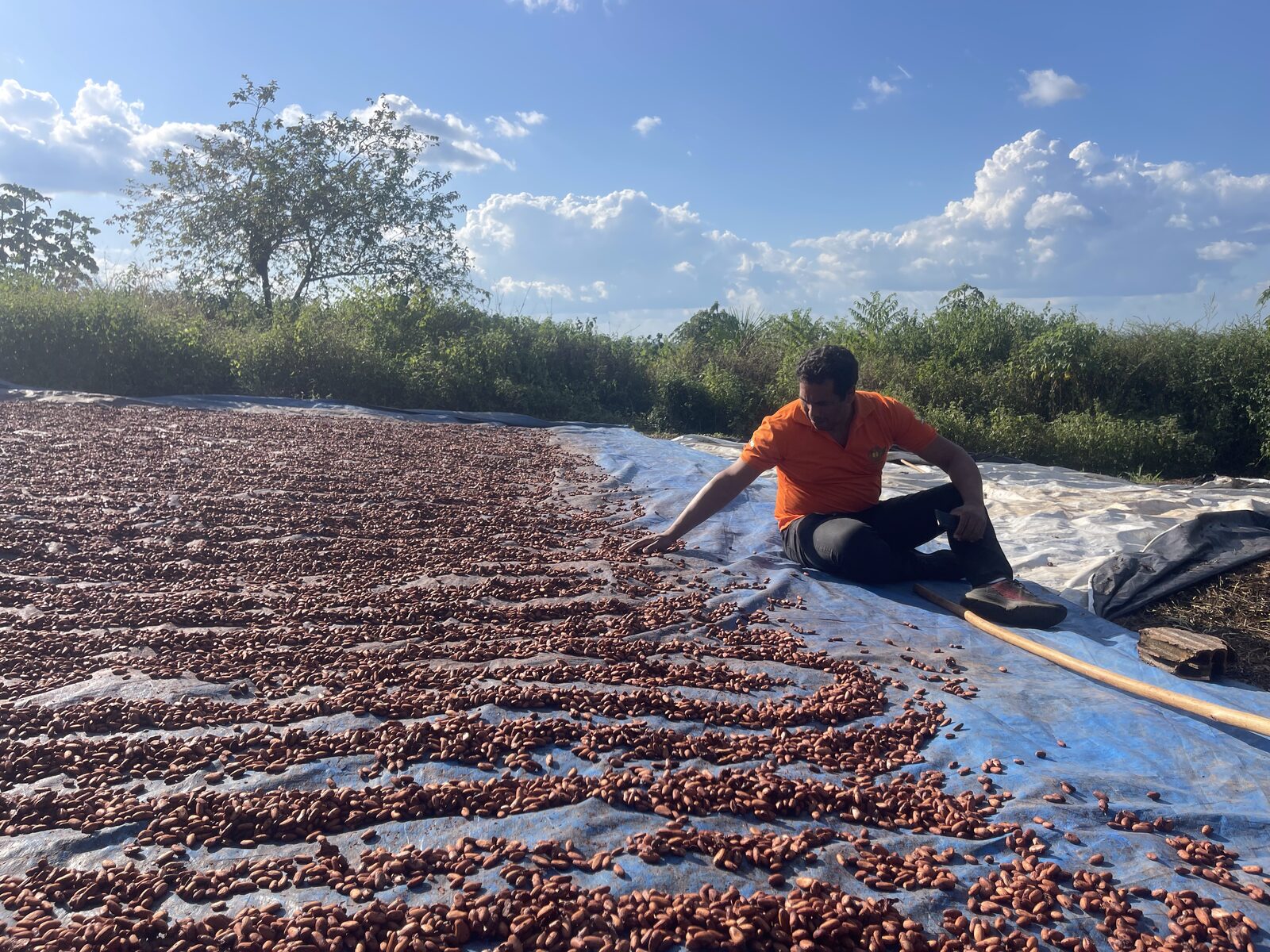 Sorting and inspecting sun-dried beans at Fazenda Cleide